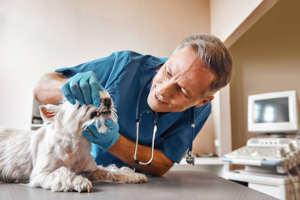 Best Emergency Dentist for Lost Fillings or Crowns in June Park, FL